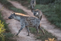 hyaene